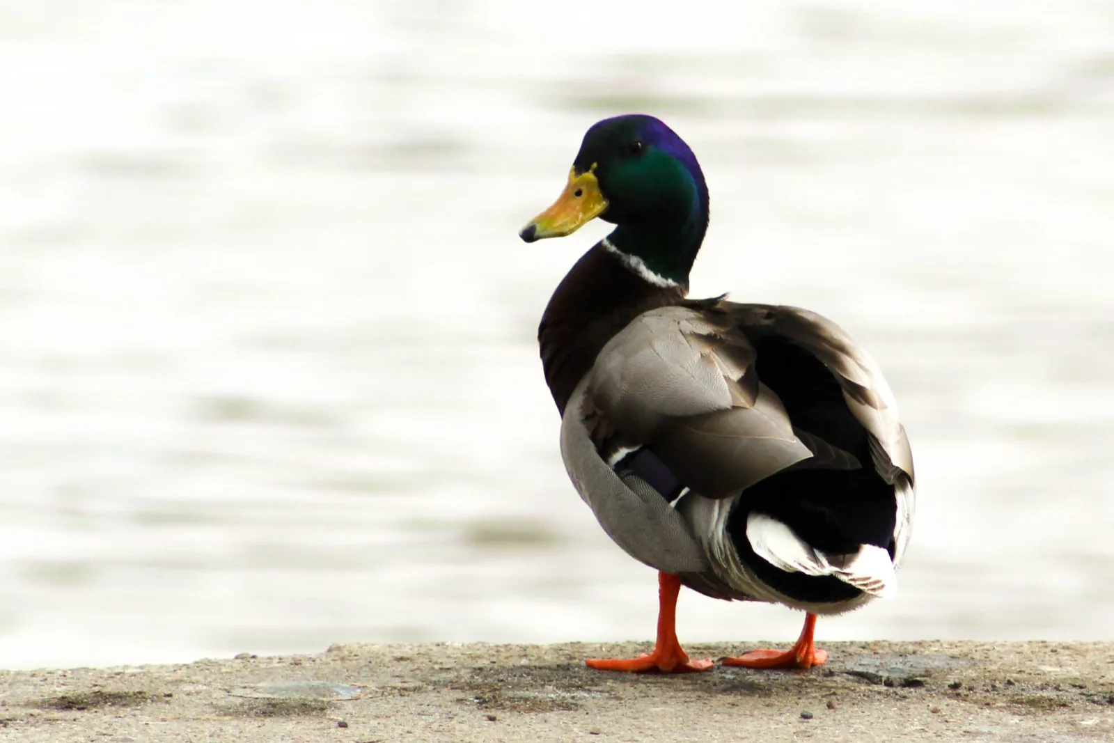 Exploring Autism and ADHD in Eating Disorder Services