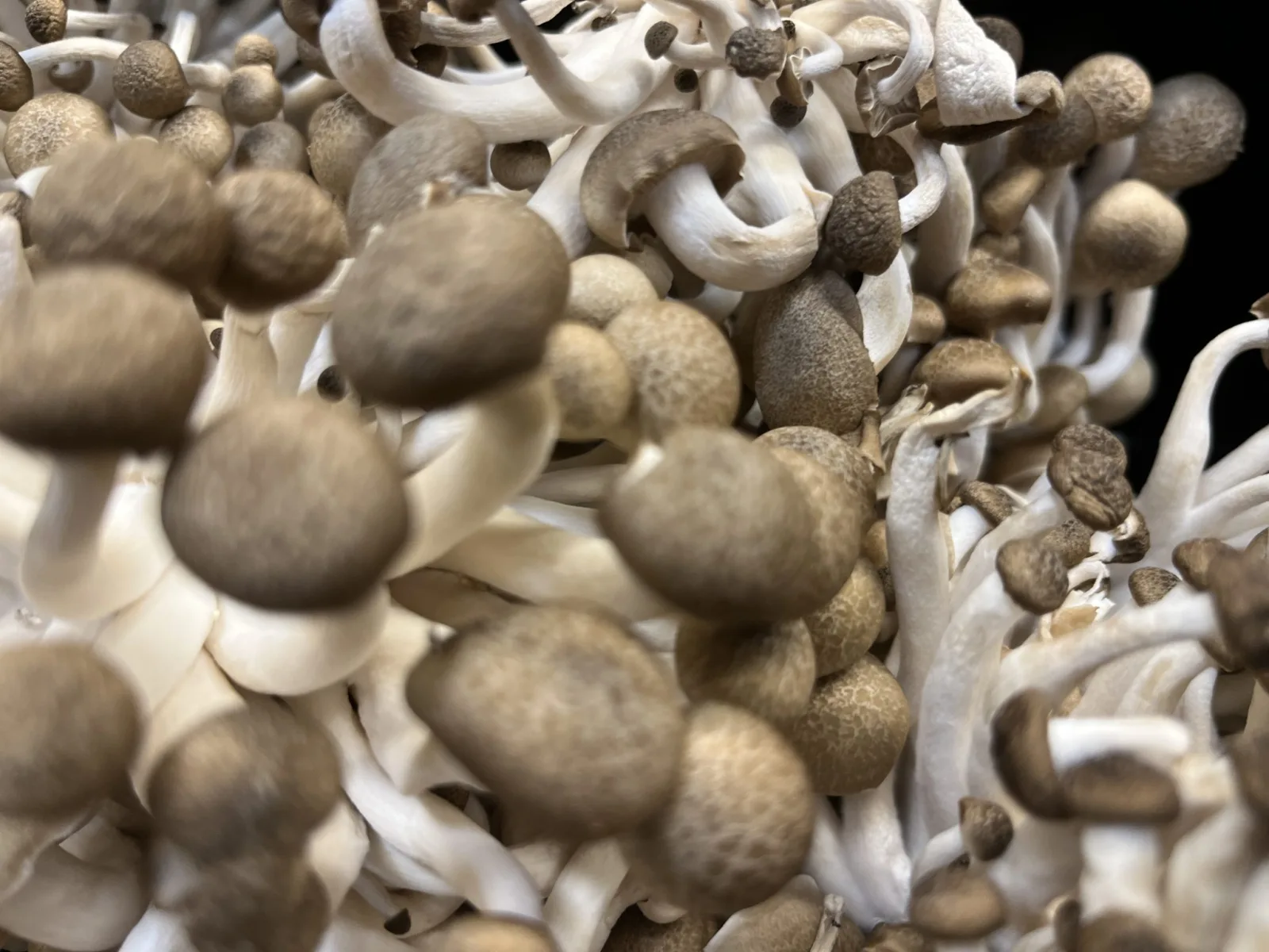 Exploring the Benefits of Lion's Mane and Reishi Mushrooms for Anxiety Relief