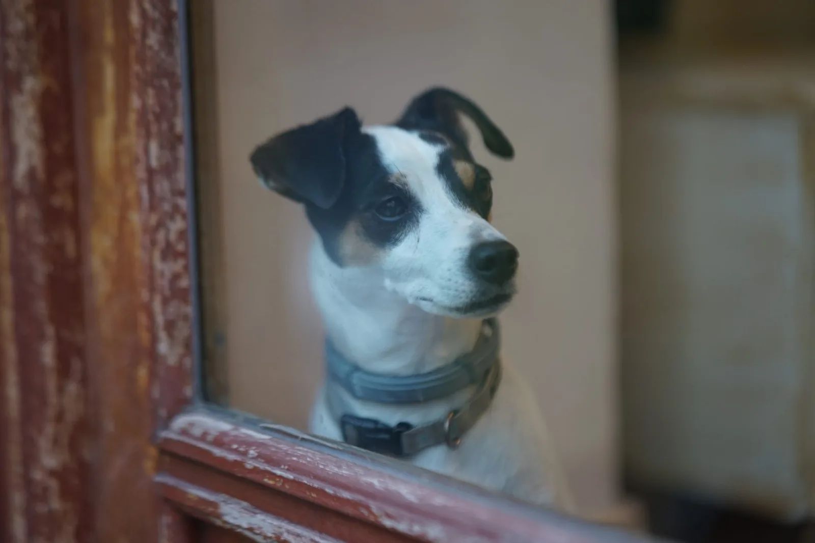 Revolutionary AI and Dogs Team Up to Detect Cancer Early