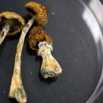 Psilocybin 6 Times More Effective Than Nicotine Patch to Help Smokers Quit