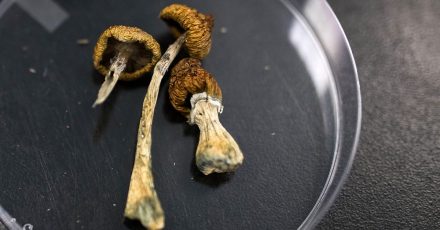 Psilocybin 6 Times More Effective Than Nicotine Patch to Help Smokers Quit